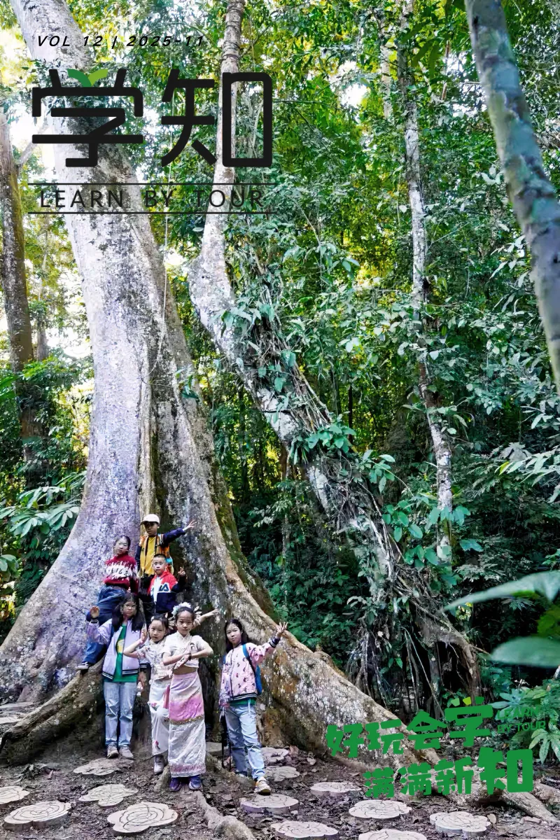7天6晚·西双版纳冬令营 | 在中国唯一热带雨林中过冬：观345种雨林鸟、夜探神奇生物、寻找寄生花、邂逅亚洲象……