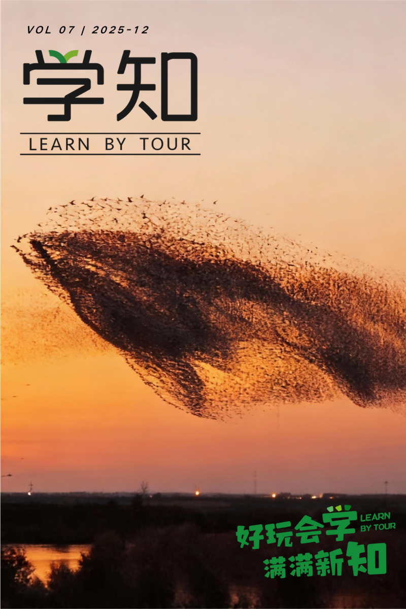 全网刷屏的“鸟浪”奇观，我们决定带孩子去现场追！