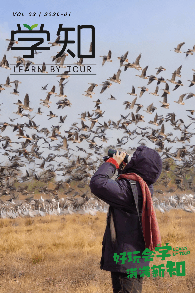 万鸟齐飞，真的来了！第一批孩子已经看到了，我们把鄱阳湖的冬天拍回来了