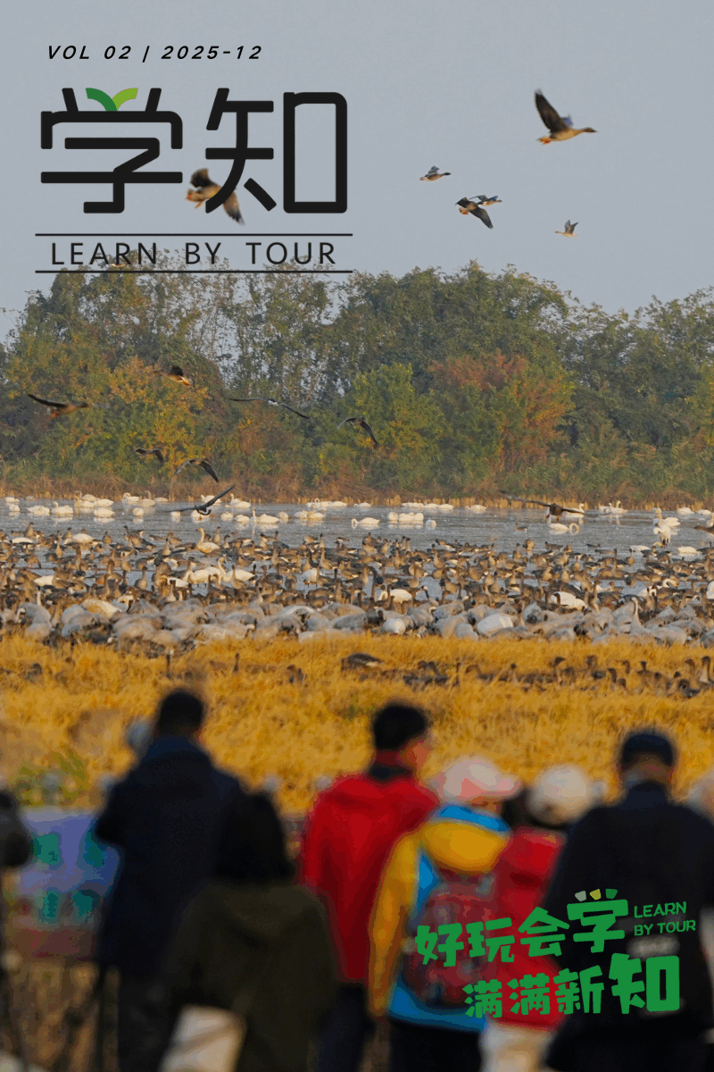 万鸟齐飞，最新实况照太震撼！鄱阳湖进入最佳观赏期，这一幕不带孩子看真的会后悔